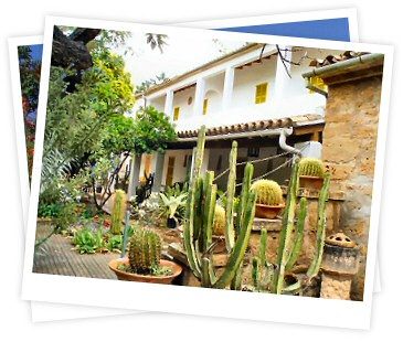 The hostal terrace: a whitewashed house above a garden thick with barrel cactus, agave and an old olive tree.