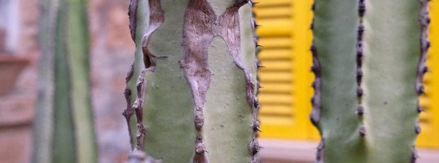The ribbed trunk of a barrel cactus close up, a yellow louvred shutter blurred behind it.