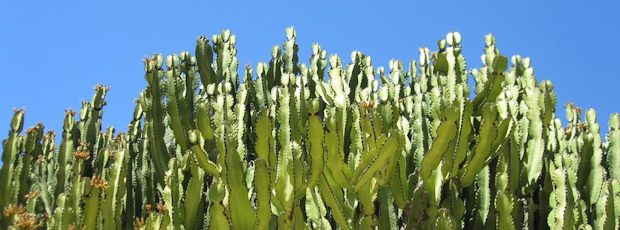 The tops of tall candelabra cactus reaching up into a clear blue Mallorcan sky.