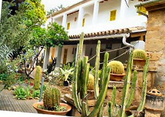 The hostal's terrace: a whitewashed house with yellow shutters above a garden of barrel cactus, agave and an old olive, with the warm stone of the building beside it.